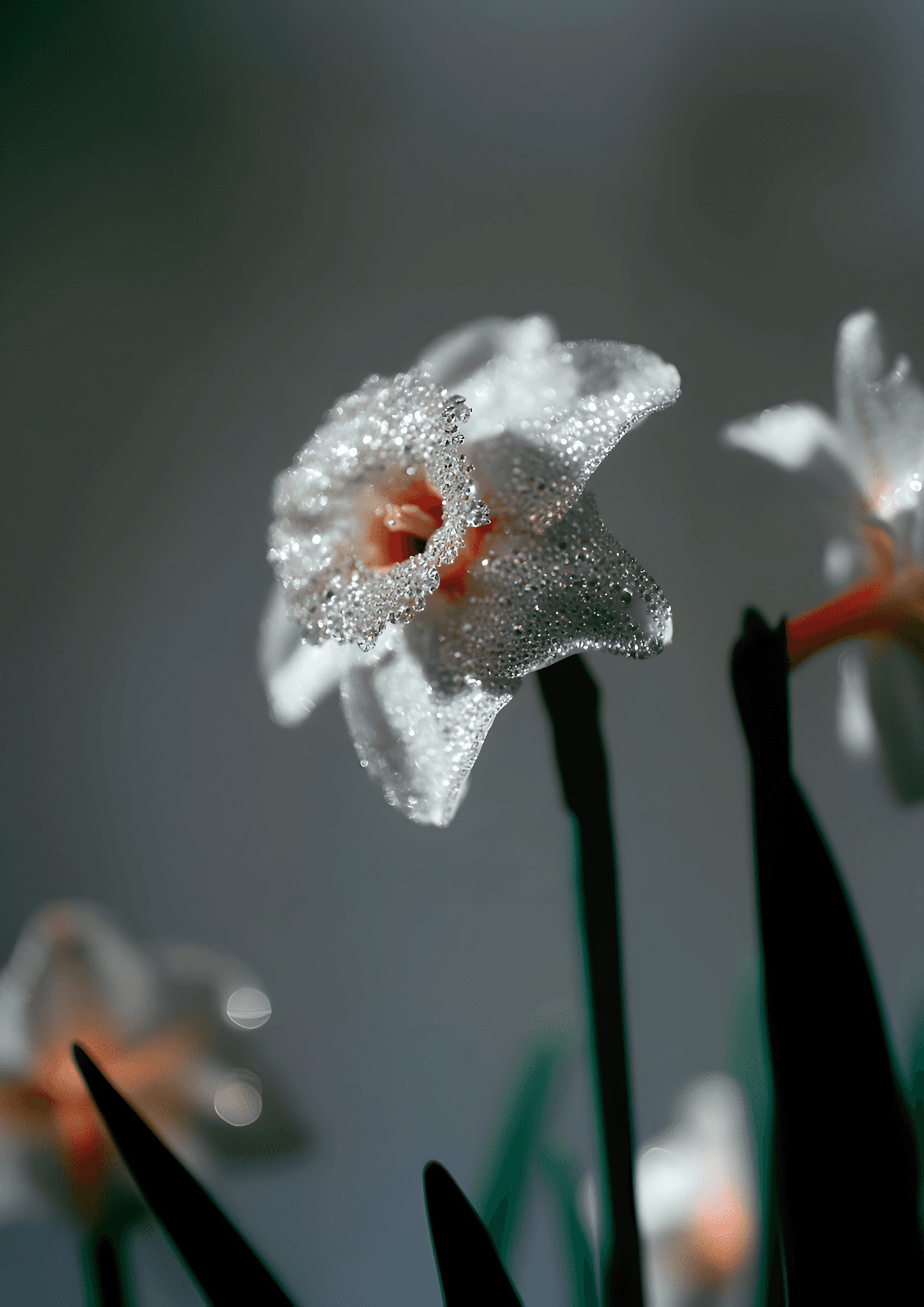 Diamond's Garden
